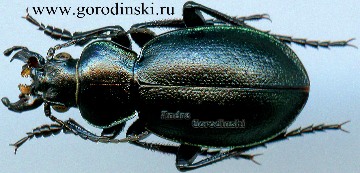 http://www.gorodinski.ru/carabidae/Callisthenes pseudocarabus.jpg